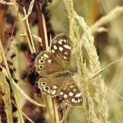 30th Aug 2022 - Speckled Wood