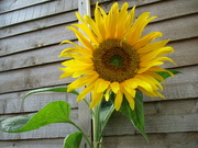 7th Sep 2022 - Lovely Sunflower.