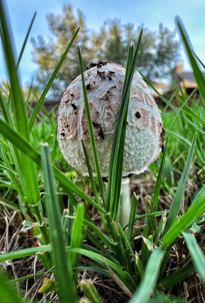 Mushroom  by dkellogg