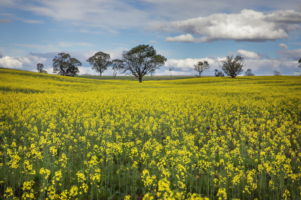 Canola fields by bugsy365