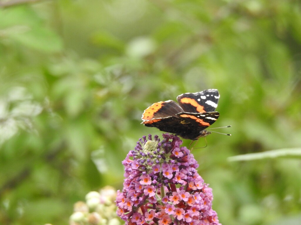 Red Admiral on Buddleia by susiemc