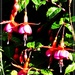 Fuchsia in the garden .  by beryl