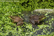 7th Sep 2022 - Fighting Frogs?