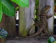 8th Sep 2022 -   Leaping Lizard  ~ 