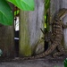   Leaping Lizard  ~  by happysnaps
