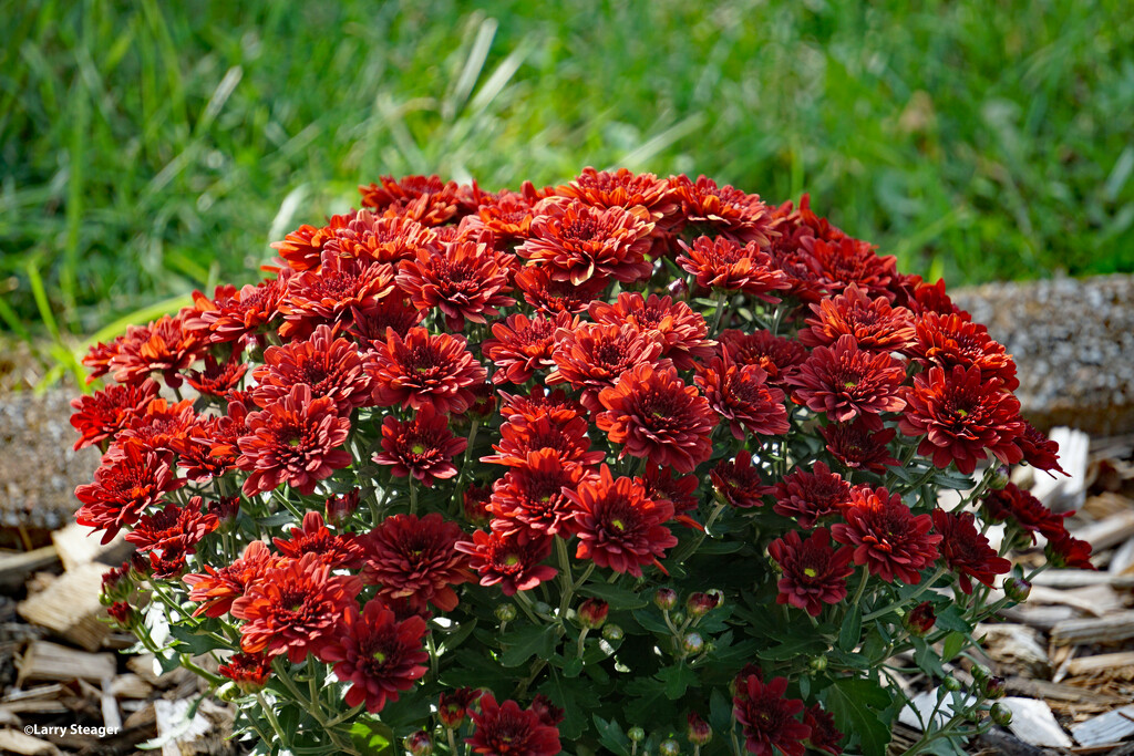 Red mums by larrysphotos