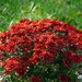 Red mums by larrysphotos
