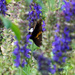 Hoary edge skipper butterfly a by larrysphotos