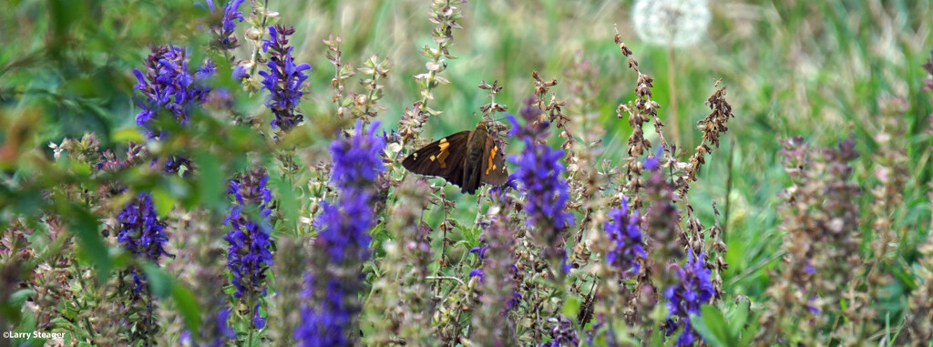 Hoary edge Skipper butterfly by larrysphotos