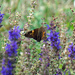 Hoary edge Skipper butterfly by larrysphotos