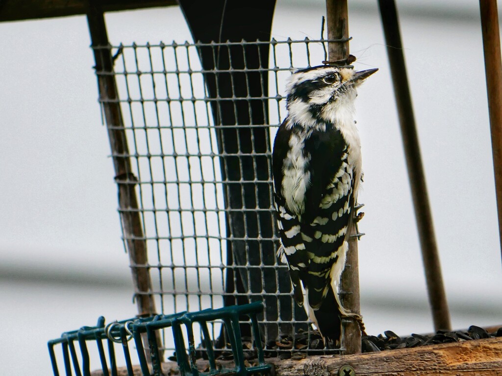 Female Downy Woodpecker by ljmanning