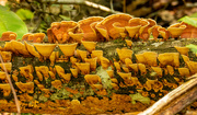 7th Sep 2022 - Some More Potato Chip Fungi!