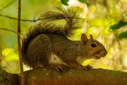 7th Sep 2022 - Squirrel Profile!