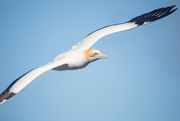 9th Jul 2022 - Gannets are back at Muriwai :)