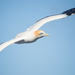 Gannets are back at Muriwai :) by creative_shots