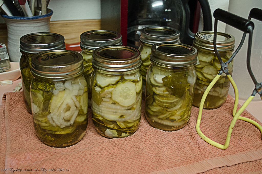 Garlic Dill Pickles by byrdlip