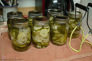 8th Sep 2022 - Garlic Dill Pickles