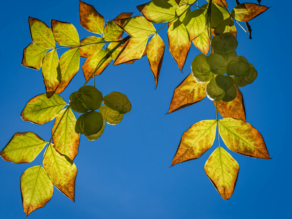 An autumn colours by haskar