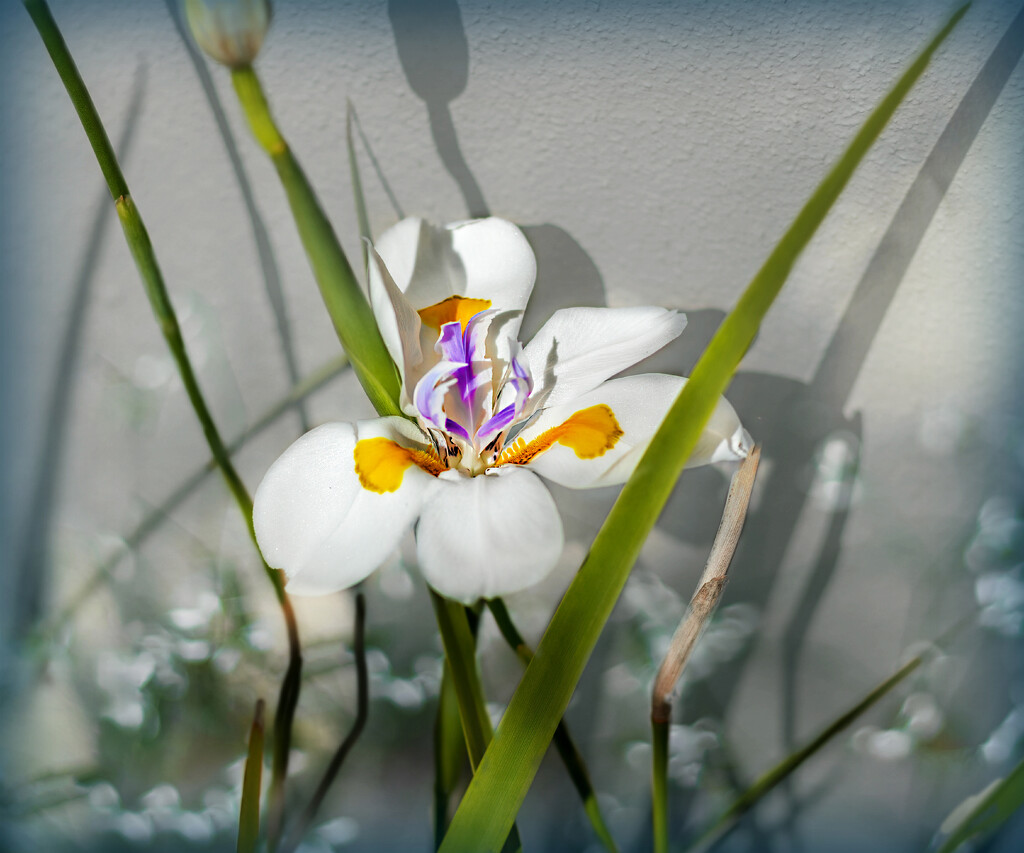Dietes by ludwigsdiana