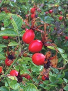 8th Sep 2022 - Bountiful berries 1