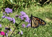 8th Sep 2022 - Monarch Butterfly 