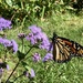 Monarch Butterfly  by pej76