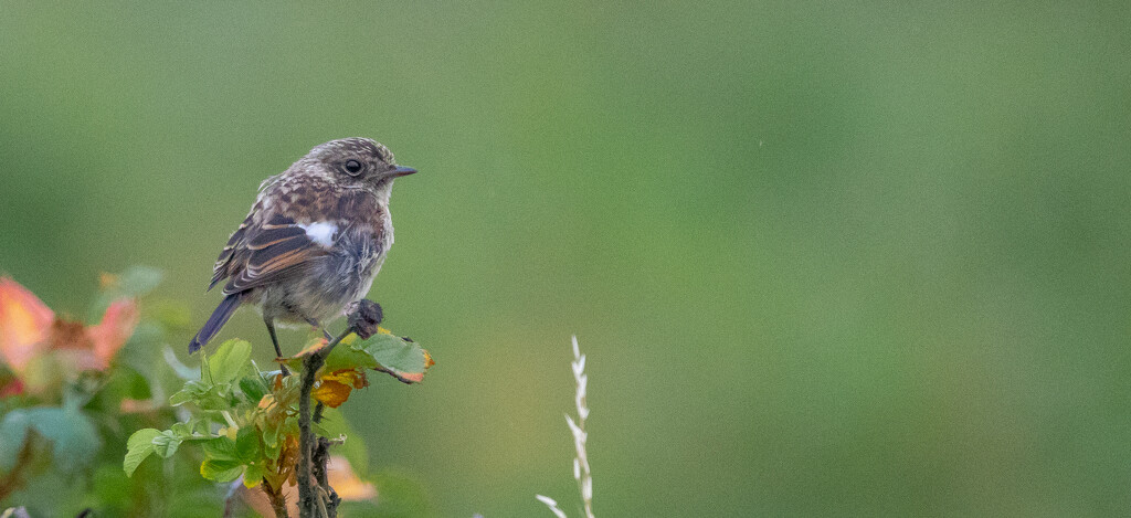 Stonechat by lifeat60degrees
