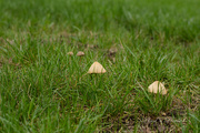8th Sep 2022 - Mushrooms