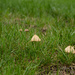 Mushrooms by pej76