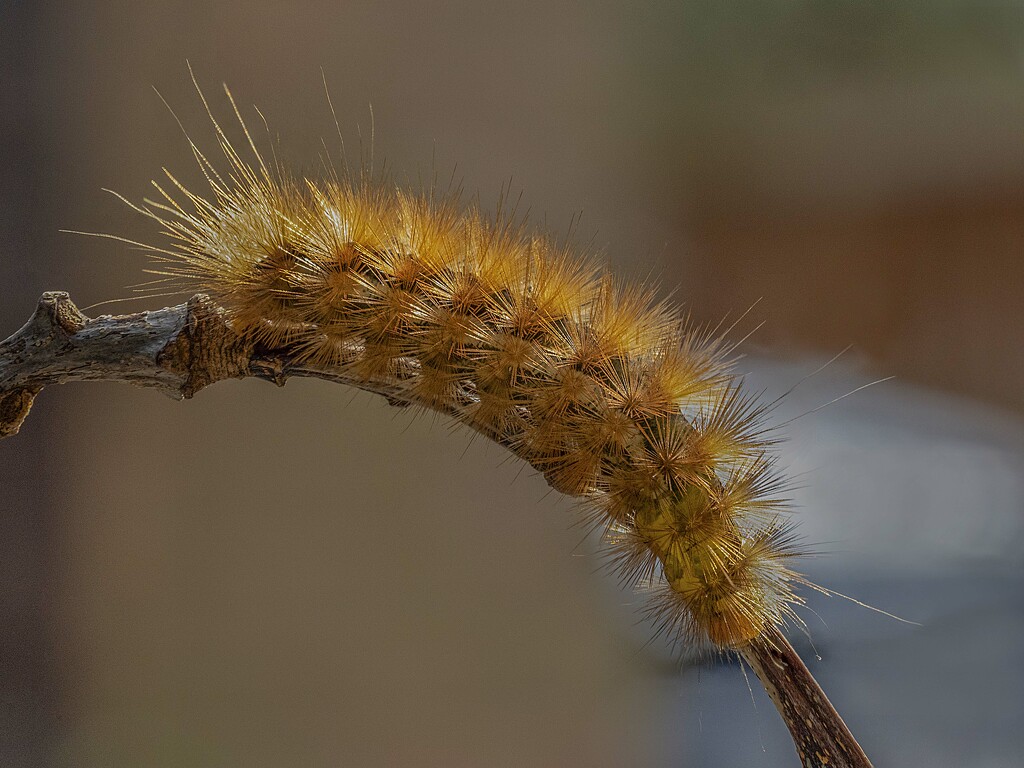 Buff Ermine moth caterpillar. by gamelee
