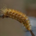 Buff Ermine moth caterpillar.