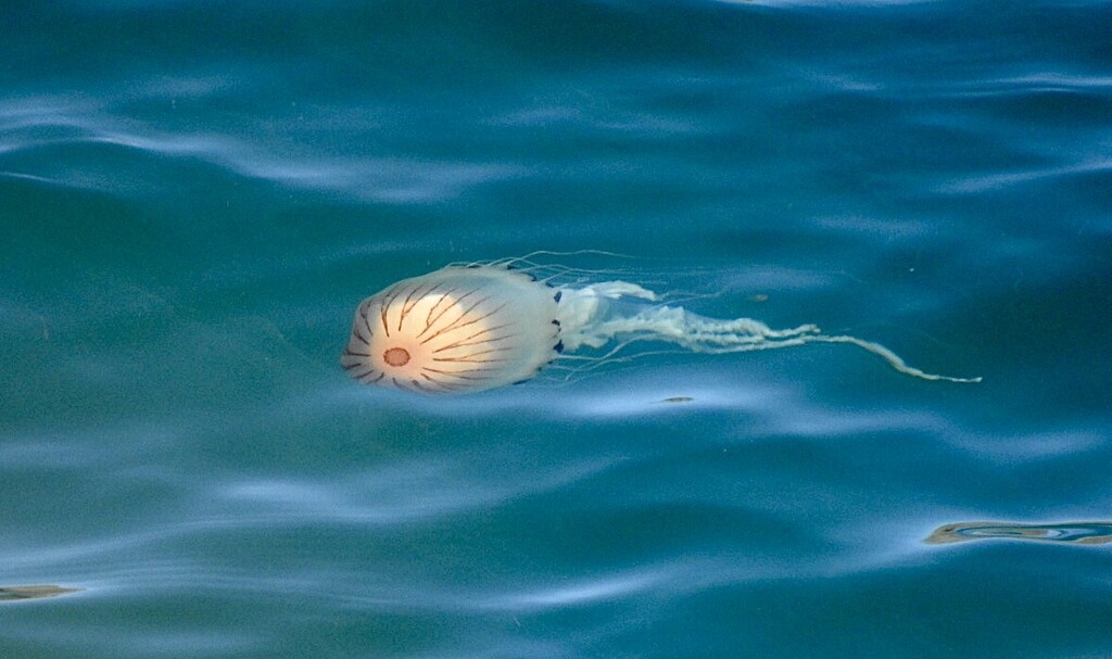Jellyfish by susiemc
