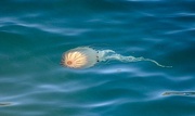 12th Jul 2022 - Jellyfish