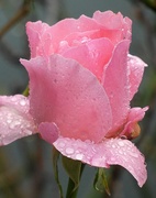8th Sep 2022 - Rose in the Rain