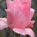Rose in the Rain by fishers