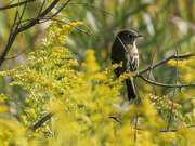 8th Sep 2022 - Least flycatcher in goldenrod 