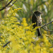 Least flycatcher in goldenrod  by rminer