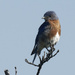 Eastern bluebird  by rminer