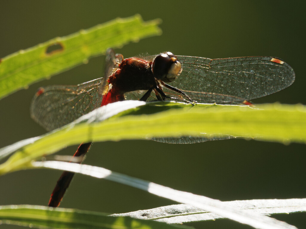 White-faced meadowhawk dragonfly by rminer