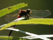8th Sep 2022 - White-faced meadowhawk dragonfly