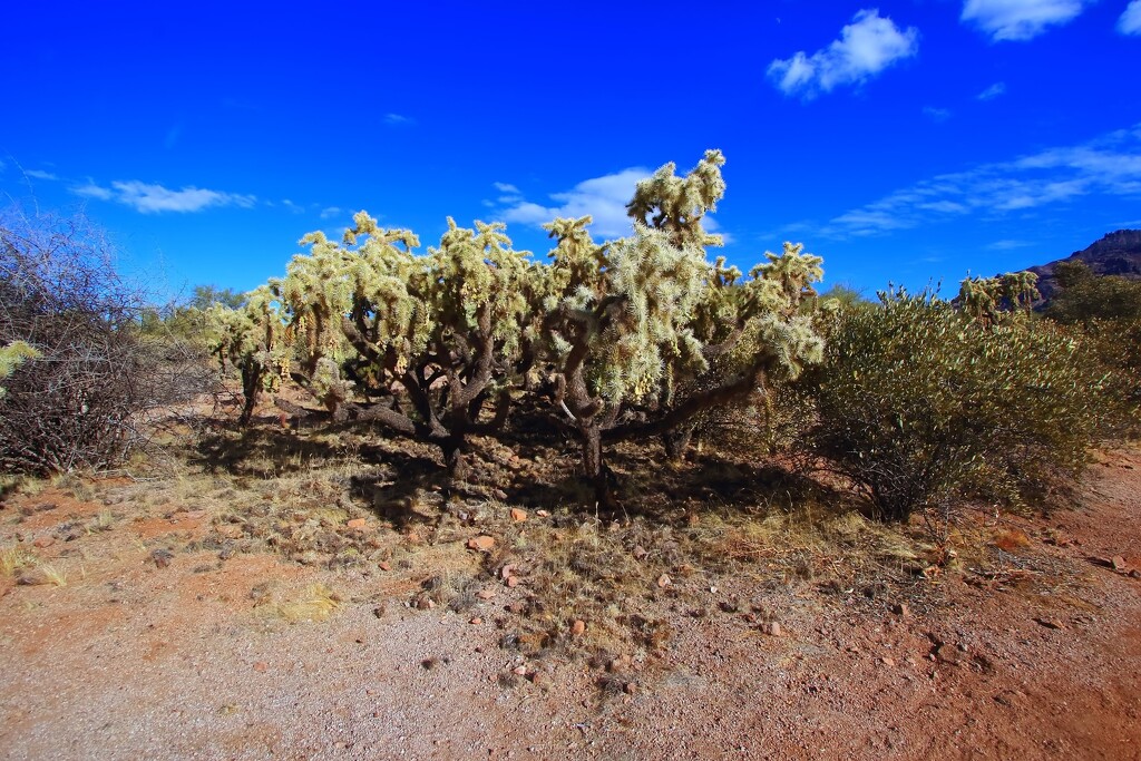 cholla by blueberry1222