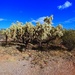 cholla by blueberry1222