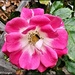 A rose for Queen Elizabeth by rosiekind