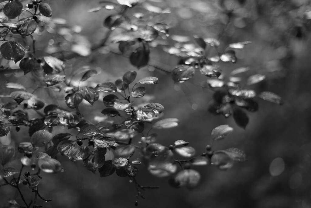 More Rain by pamalama