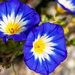 Blue flowers  by elisasaeter