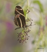 7th Sep 2022 - LHG_5827 zebra longwing  butterfly 