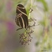 LHG_5827 zebra longwing  butterfly  by rontu