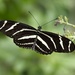 LHG_5840 zebra longwing  by rontu