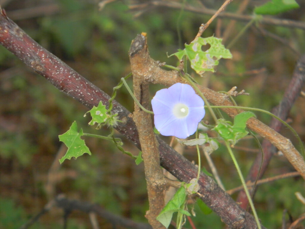 Blue Flower 9.8 by sfeldphotos