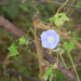 Blue Flower 9.8 by sfeldphotos